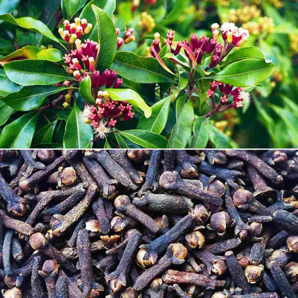 Poudre de Chébé du Tchad 100% Naturelle – Repousse Rapide des Cheveux, Anti-Casse, Ingrédients Locaux et Artisanat Moderne 100g